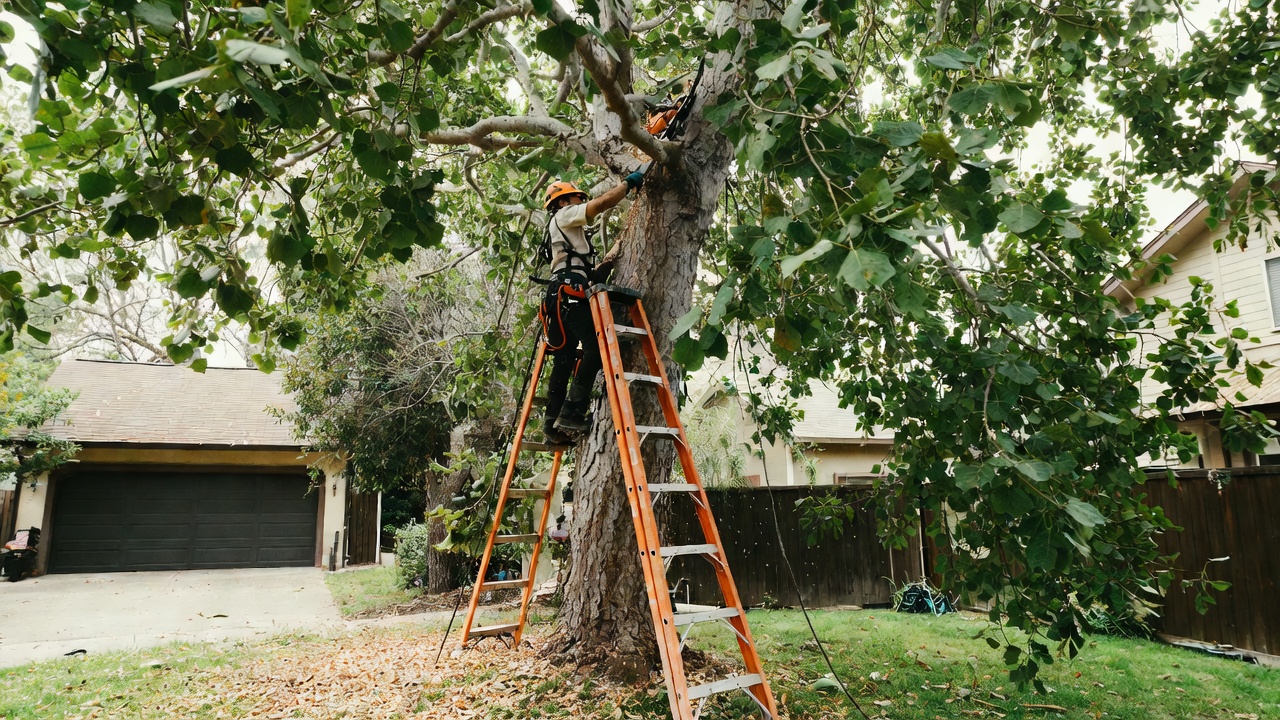 Careful ladder work on a mature oak